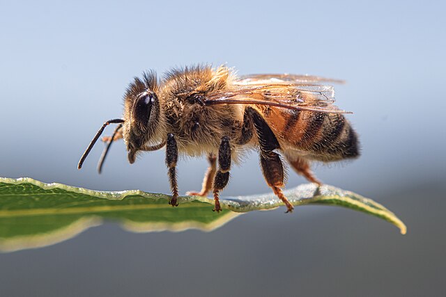 File:Apis mellifera.jpg