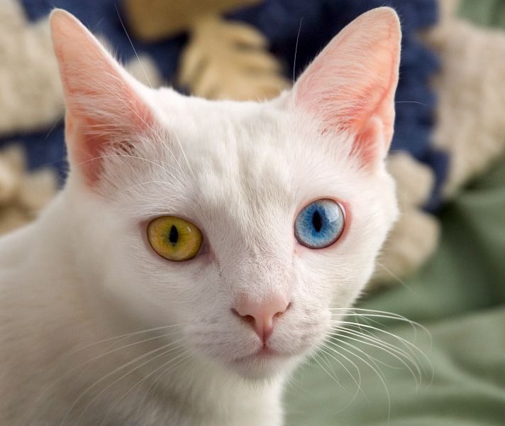 File:June odd-eyed-cat cropped.jpg